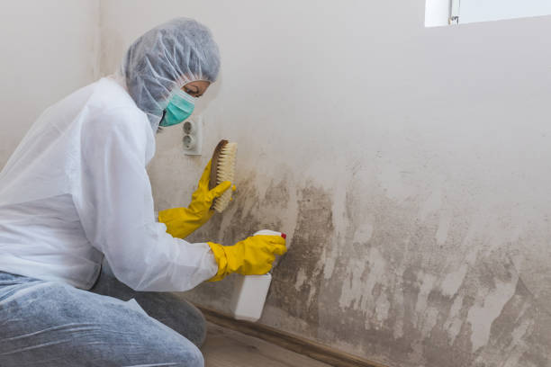 Office Mold Removal Services in Hartsville, SC