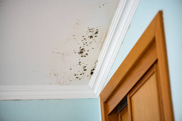 Best Certified Mold Removal  in Hartsville, SC