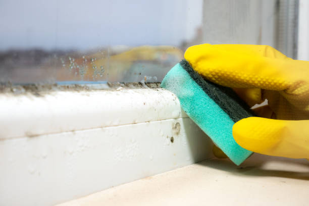 Best Home Mold Removal  in Hartsville, SC