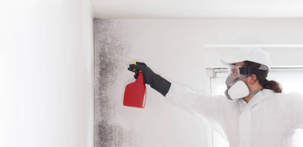 Reliable Hartsville, SC Mold Removal Solutions