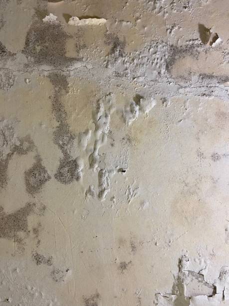 Best Mold Testing  in Hartsville, SC