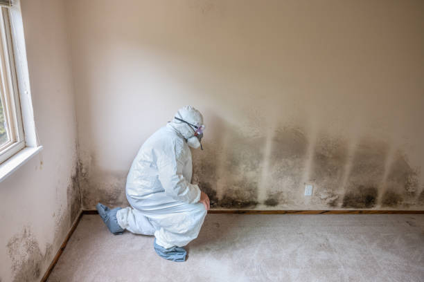 Best Mold Damage Repair  in Hartsville, SC