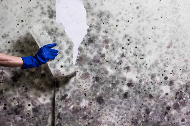 Best Emergency Mold Removal  in Hartsville, SC