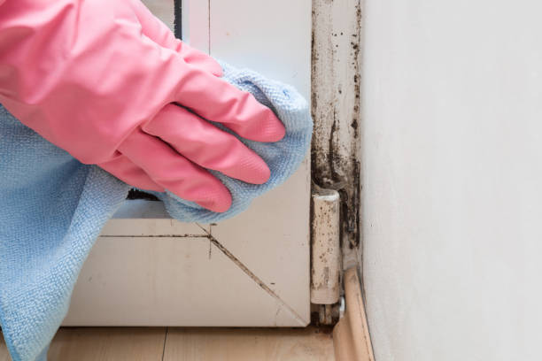 Best Mold Remediation Experts  in Hartsville, SC
